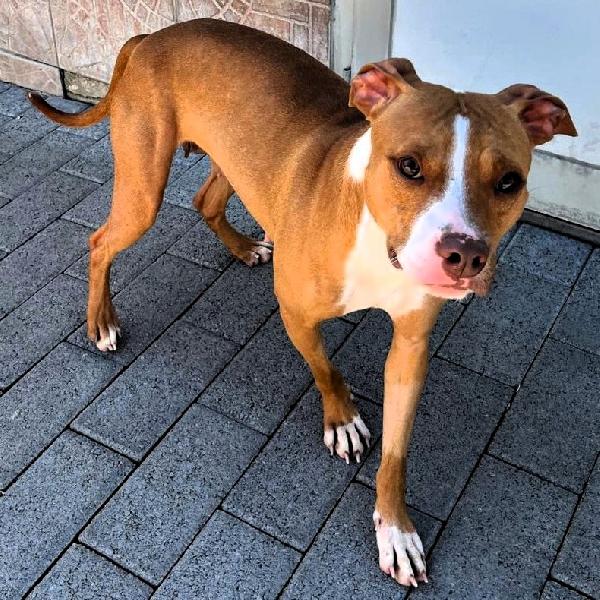 Andromaca Cagnolina Gentile